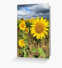 Sunflower Field - Nobby, Australia Greeting Card
