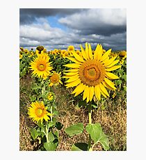 Sunflower Field - Nobby, Australia Photographic Print