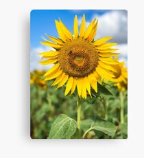 Sunflower - Nobby, Australia Canvas Print