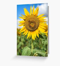Sunflower - Nobby, Australia Greeting Card