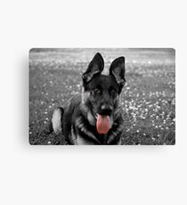 Indy.. Canvas Print