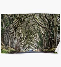 Dark Hedges Poster