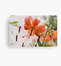 Tiger Lily 1 Canvas Print