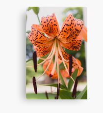 Tiger Lily 2 Canvas Print