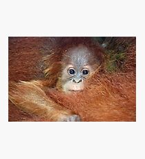 Baby Orangutan Photographic Print