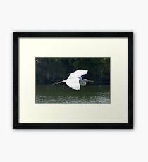 Great White Heron in flight Framed Print