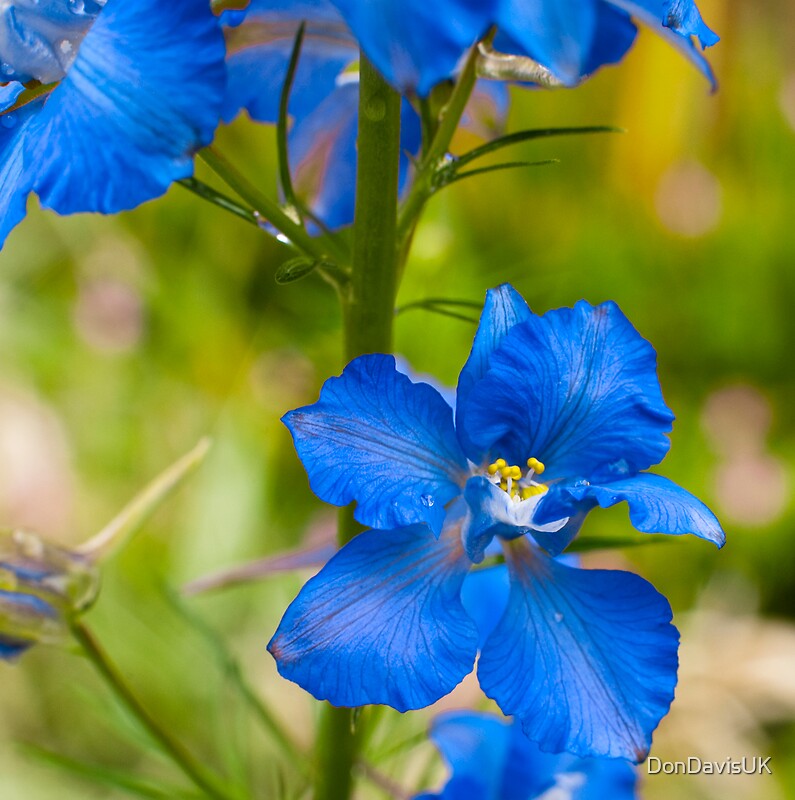 “Larkspur Blue” by DonDavisUK | Redbubble
