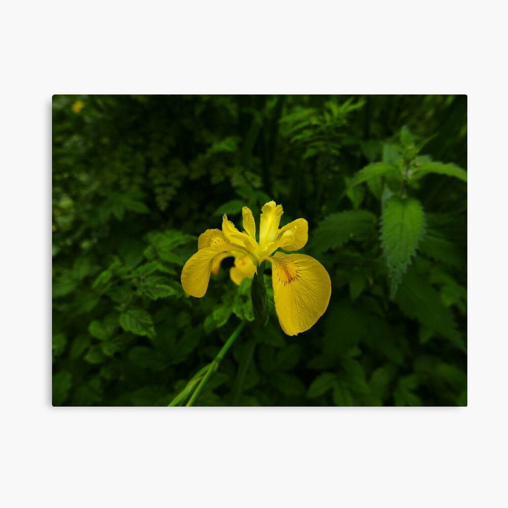 Yellow Iris (Iris pseudacorus) Canvas Print