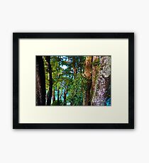 Beach Trees and Abel Tasman Framed Print