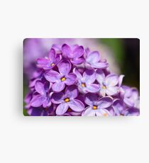 Lilac Canvas Print