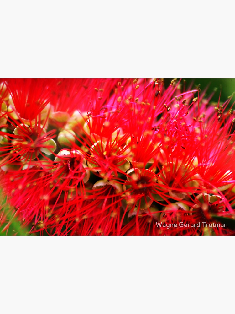 Explosion of Red by redmoondragon