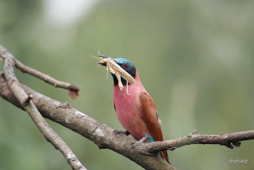 "Tropical bird is eating an insect" by theheijt Redbubble