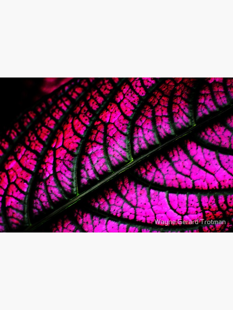 Coleus by redmoondragon