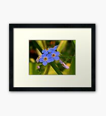 Forget-me-not Framed Print