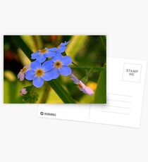 Forget-me-not Postcards