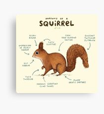 Anatomy of a Squirrel Canvas Print