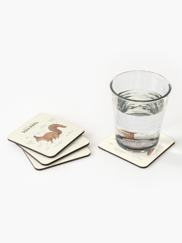 Alternate view of Anatomy of a Squirrel Coasters (Set of 4)