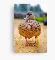 Duck, Duck...DUCK?! Canvas Print