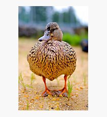 Duck, Duck...DUCK?! Photographic Print