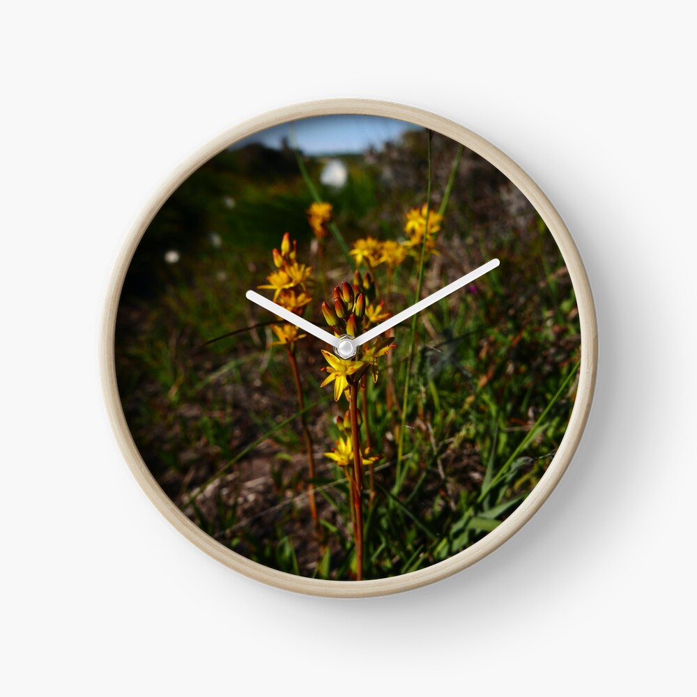 Bog Asphodel (Narthecium ossifragum) Clock