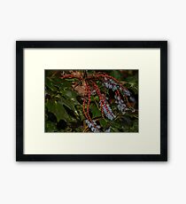 Mahonia Framed Print