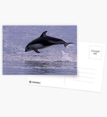 Stealing the Show Postcards