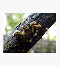 Spike Photographic Print