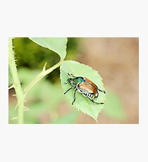 Bug Photographic Print