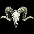 « Crâne de Bighorn » par jafundo