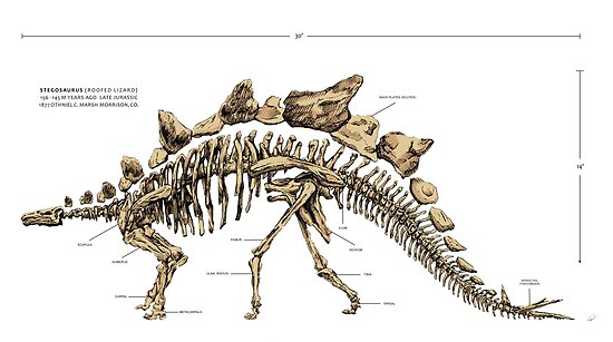 complete stegosaurus skeleton