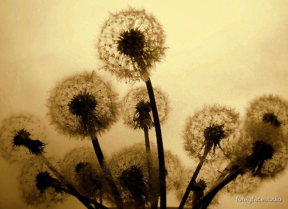 "Dandelion Bouquet" by funkyfacestudio Redbubble