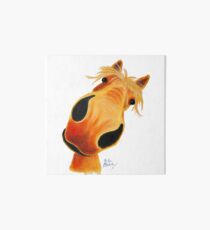 Pferd PRiNT 'Paddy Ananas' von Shirley MacArthur Galeriedruck