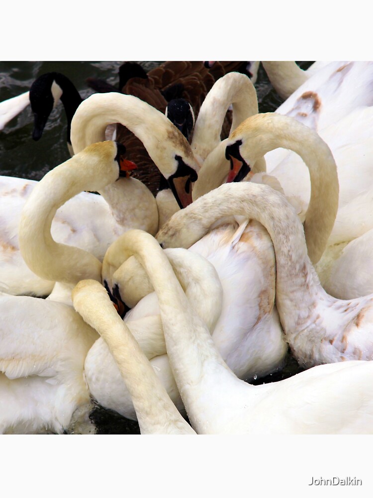 Swans Necks by JohnDalkin