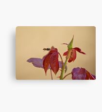 The Hover Fly Canvas Print