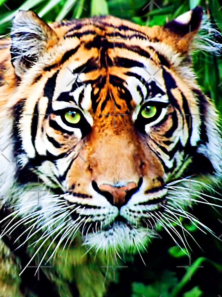 Panthera Tigris by IanJeffrey