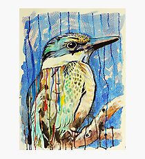 Sacred Kingfisher Photographic Print