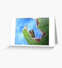 Green Horned Treehopper Greeting Card