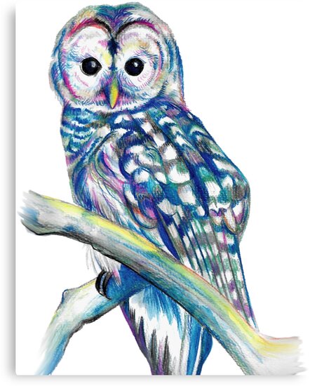 owl colourful owl art