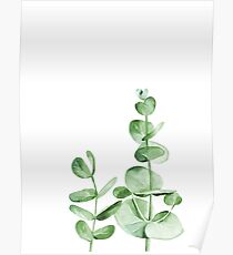 Eucalyptus leaves Poster