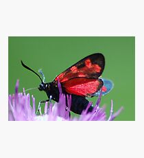 Burnet moth Photographic Print