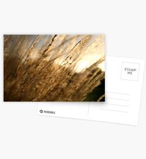 grass Postcards