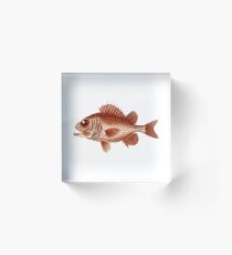 Big Eyed Fish Acrylic Block