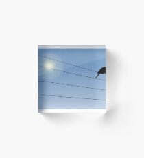 Crow Perched on Wire Acrylic Block