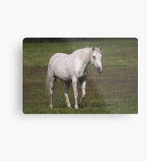 Connemara pony Metal Print
