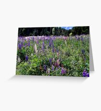 Colourful field Greeting Card