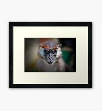 Cherry-crowned mangabey ........ Framed Print