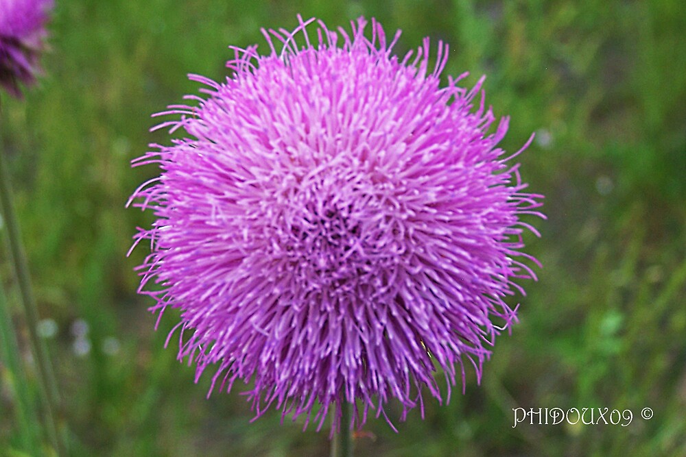 purple-puff-flower-by-phidoux-redbubble