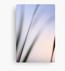 evening grass Canvas Print