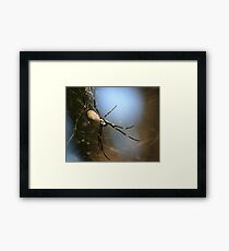 Do you like my web? Framed Print