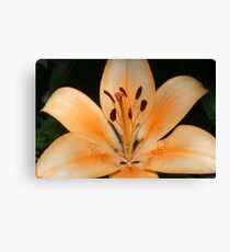 Summer Lilly Canvas Print